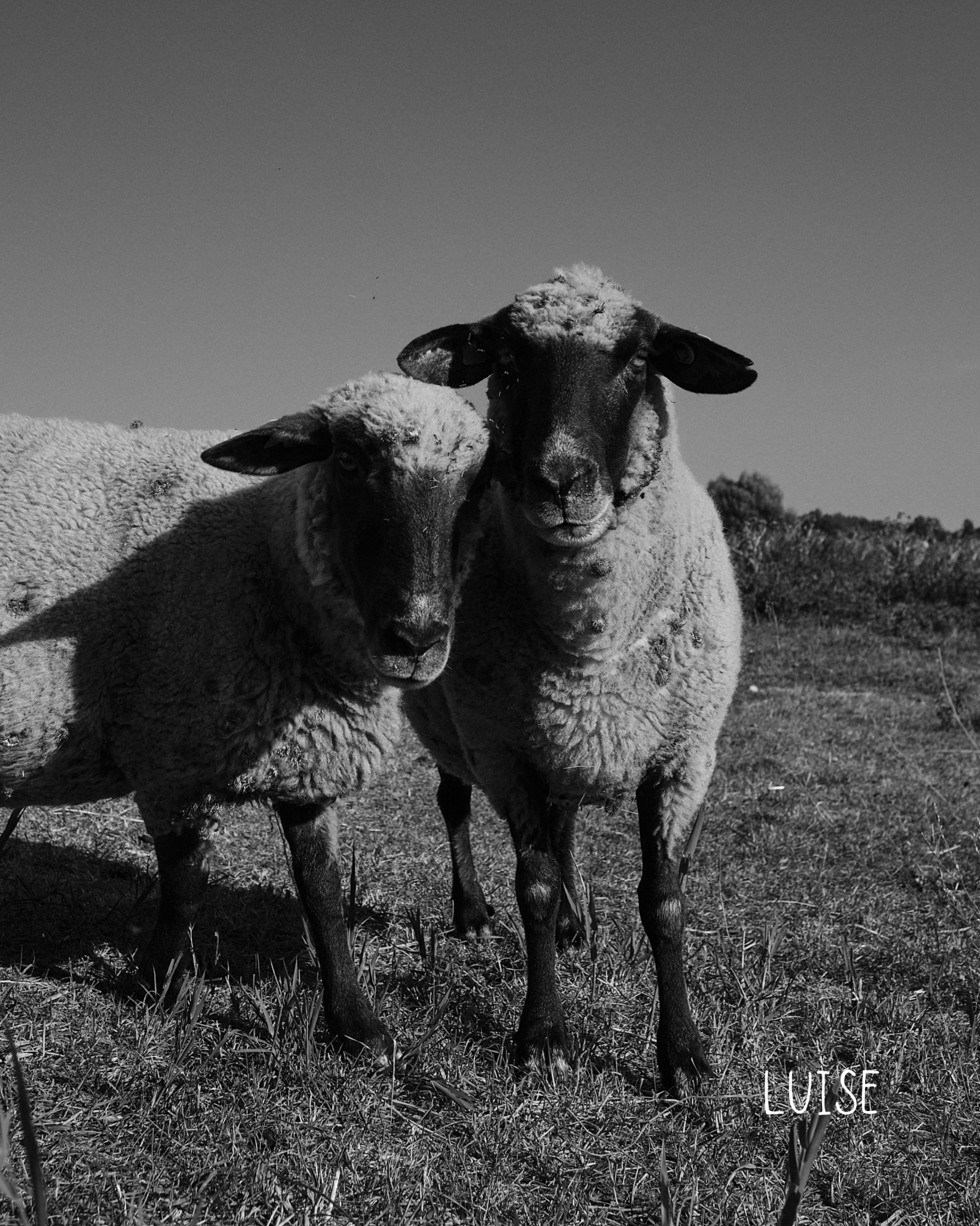 Großer Ring Luise Nella & Sina
