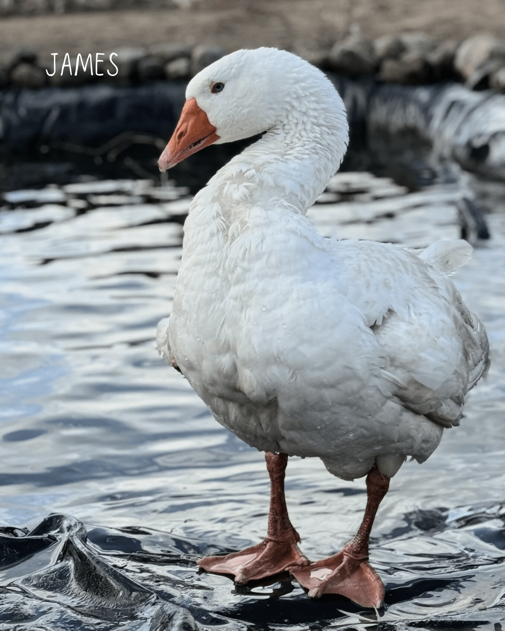 James Earcuff Nella & Sina