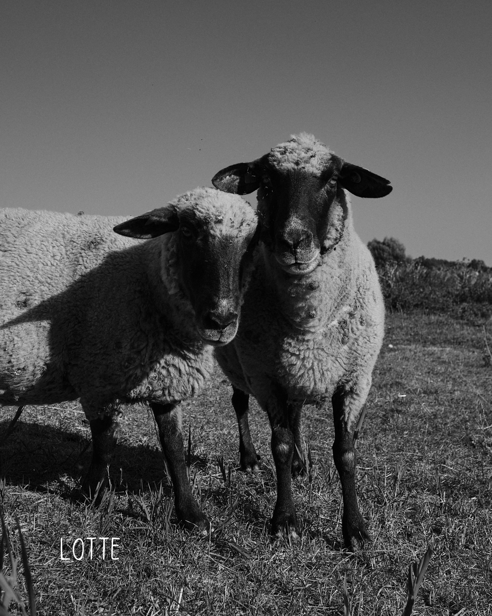 Lotte Earcuff Set Nella & Sina